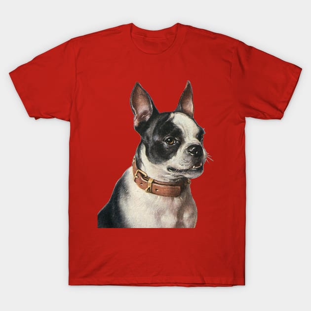 Cute Vintage Boston Terrier Dog with Collar T-Shirt by RedThorThreads